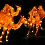 China_Lantern_camels